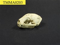 石虎頭骨藏品圖，第9張